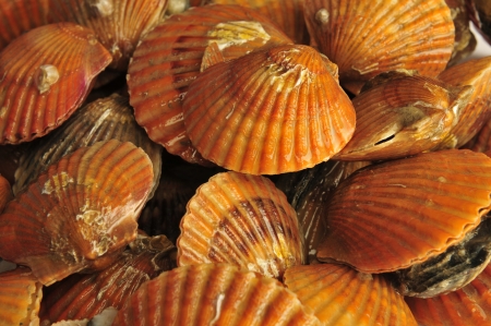 scallop