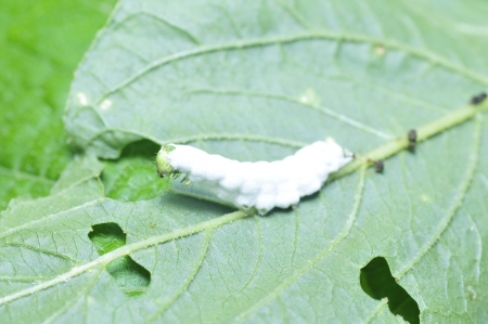 Larva of a butterfly  の写真素材