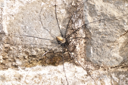 Blind spider  の写真素材