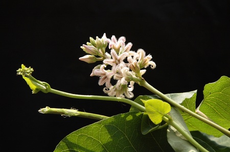 flowersの写真素材