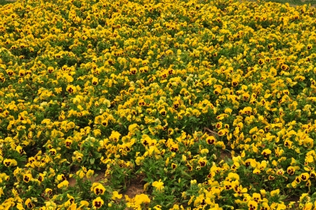 Background of yellow flowers 