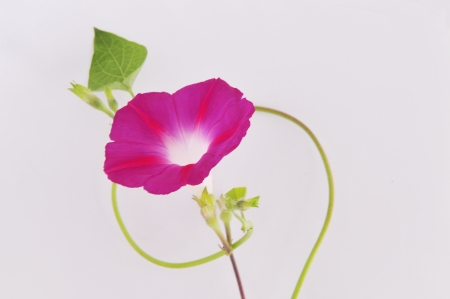 Morning glory  