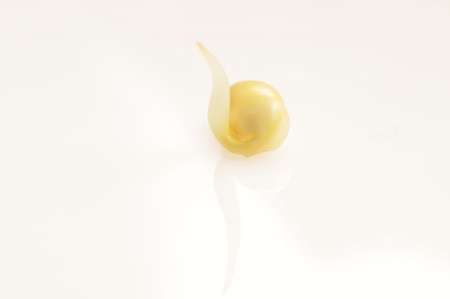 Bean sprouts の写真素材