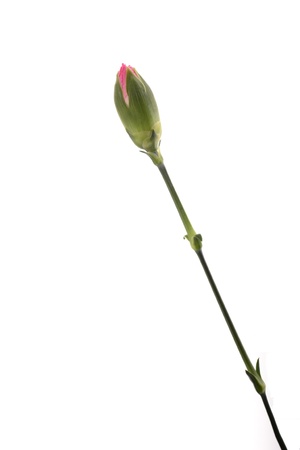 carnations isolated on white backgroundの写真素材