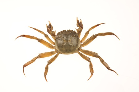 A crab on a white background  の写真素材