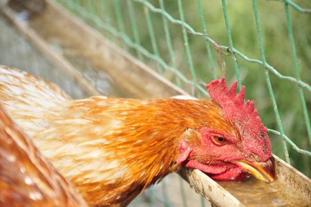 In the courtyard of the chickenの写真素材