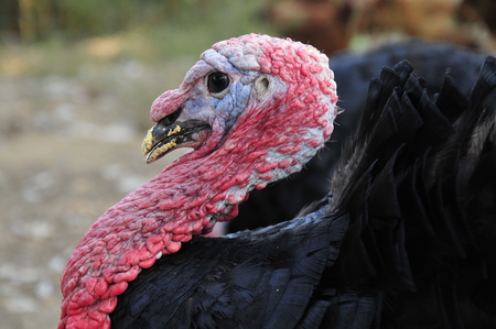 male turkeyの写真素材