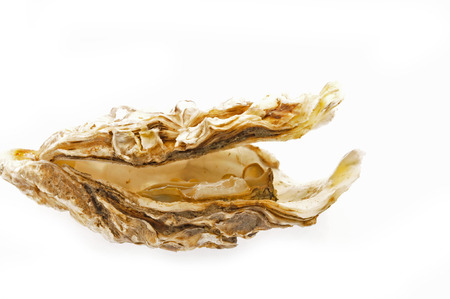 Musselの写真素材