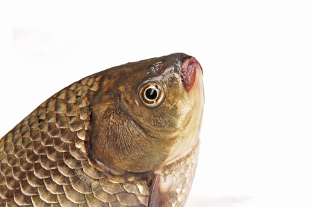 Fish on a white background