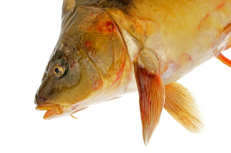 Isolated in the white background of fishの写真素材