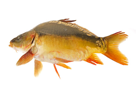 Isolated in the white background of fishの写真素材