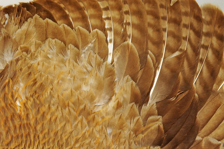 Eagle feathersの写真素材