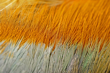 Texture pheasant featherの写真素材