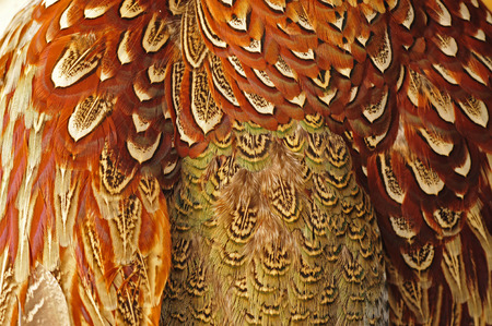 Texture pheasant feather