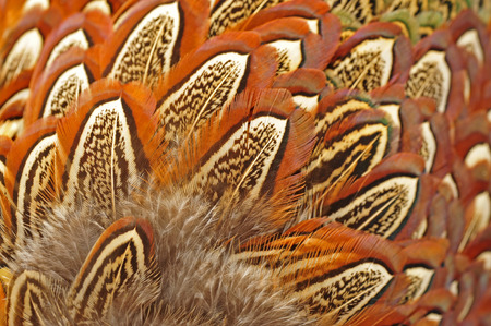 pheasant feather textureの写真素材