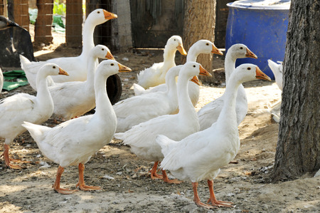 white gooseの写真素材