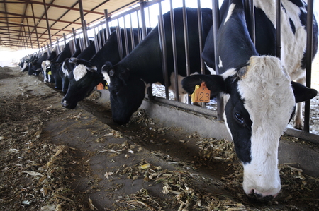 pasture cattle are eating grassのeditorial素材