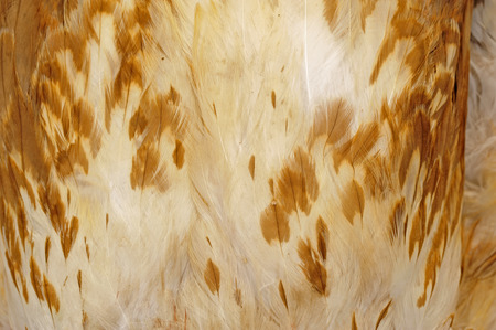 Eagle feathersの写真素材