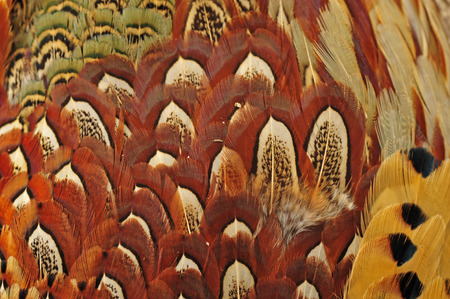Pheasant feather textureの写真素材