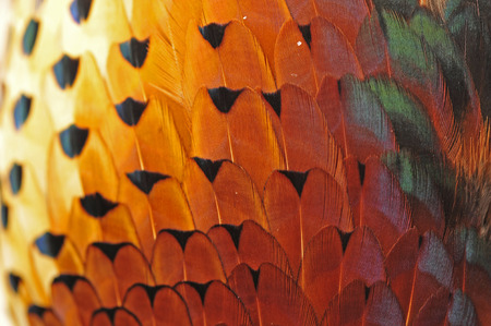 Pheasant feather textureの写真素材