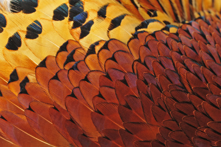 Pheasant feather texture
