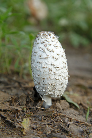 wild mushroomsの写真素材