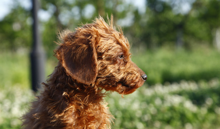 The poodleの写真素材