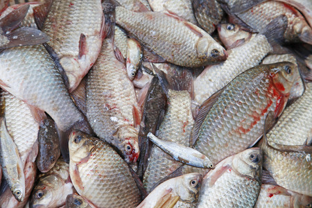 Dead fishesの写真素材