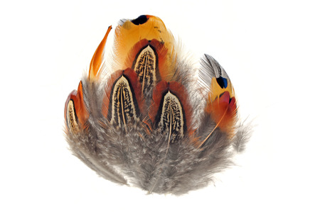 Texture of pheasant feather