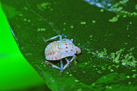 Stink bug, a kind of insect