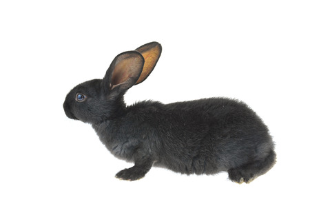 rabbit on a white backgroundの写真素材