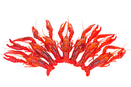 Lobster on a white backgroundの写真素材