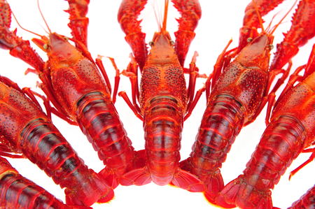 Lobster on a white backgroundの写真素材