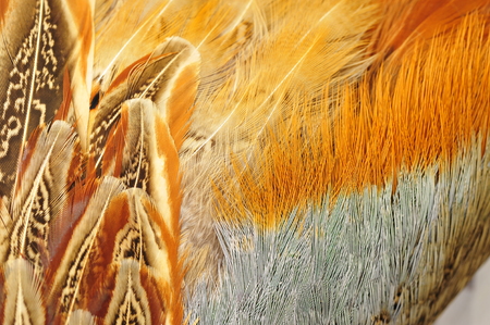 Texture of pheasant feather