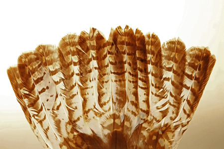 Eagle feathersの写真素材