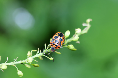 beetle