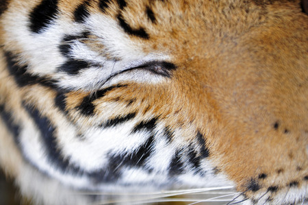 The tiger's fur