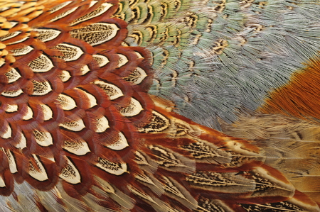 Texture of pheasant featherの写真素材