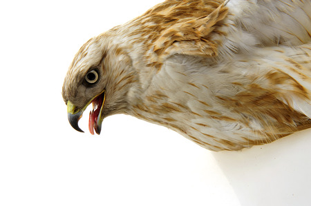 The eagle head features on a white backgroundの写真素材