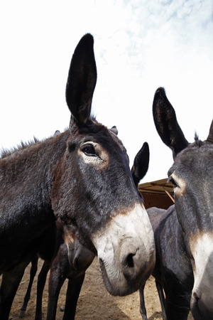 donkeyの写真素材