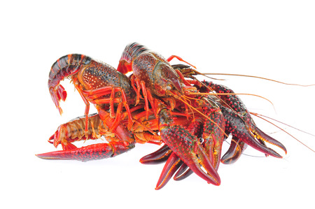 Lobster on a white backgroundの写真素材