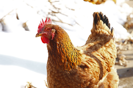Chicken in the courtyard