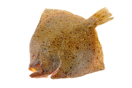 The flounder isolated on a white backgroundの写真素材