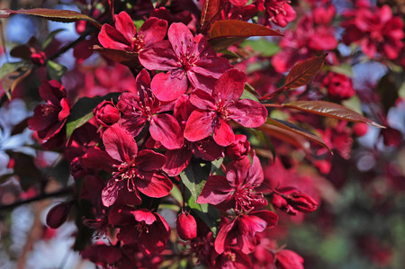 blooming flowersの写真素材
