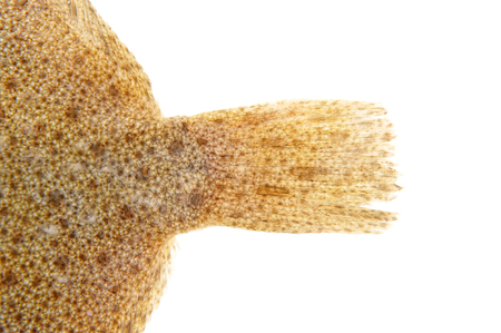 The flounder isolated on a white backgroundの写真素材