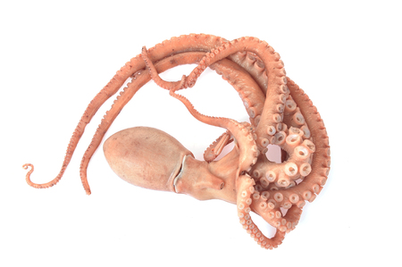 Octopus on a white backgroundの写真素材