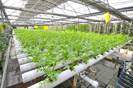 Celery planted on a plantation, qinhuangdao city, Chinaのeditorial素材