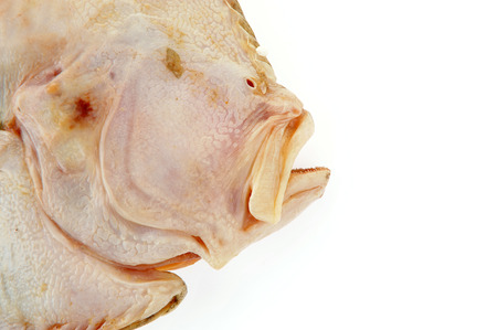 The flounder isolated on a white backgroundの写真素材