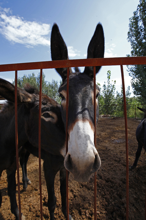 donkeyの写真素材