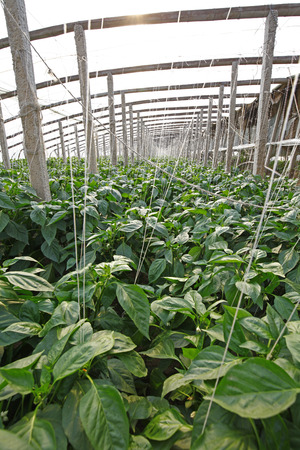 Green pepper grown in greenhousesのeditorial素材
